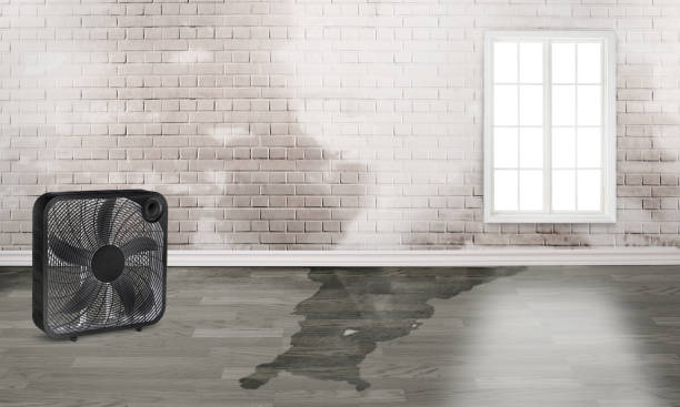 Best Water damage restoration company  in Holyoke, CO
